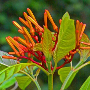 Xkananflor