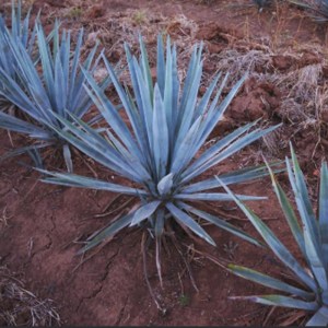 agaveazul