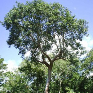arbol-chaca
