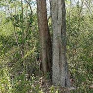 arbol-chacte