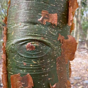 arbol-chaka