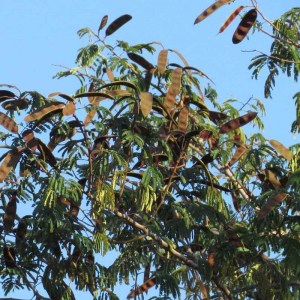 arbol-chukum