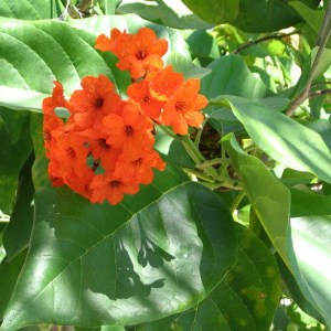 arbol-ciricote