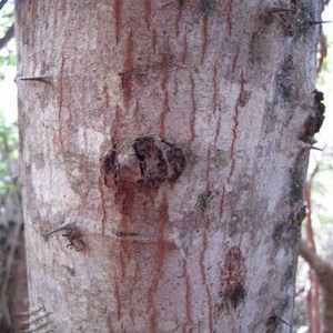 arbolchukum