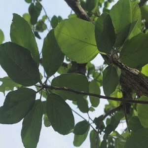 arbolciricote