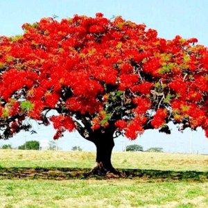 arbolflamboyan