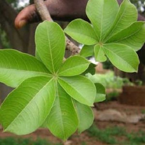 baobab=mexico
