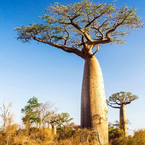 baobab=mexico