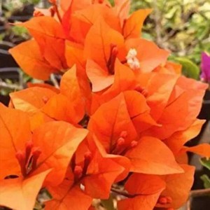 bugambilia-naranja