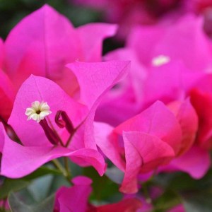 bugambilia-rosa