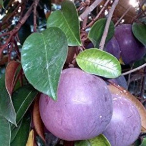 caimito-morado