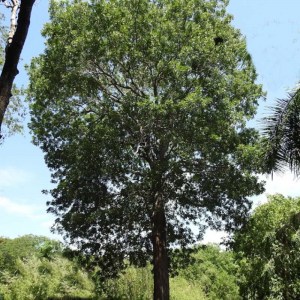 caoba