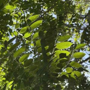 cedrorojo1
