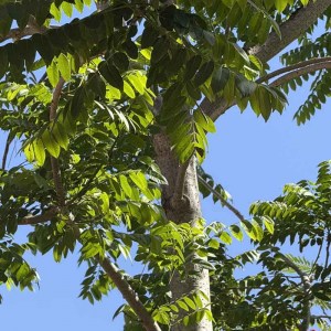 cedrorojo2