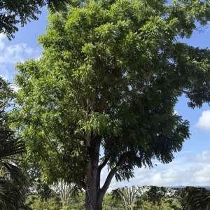 cedrorojo