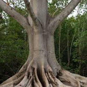 ceiba_pentandra