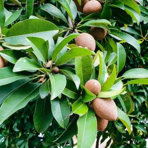 chicozapote