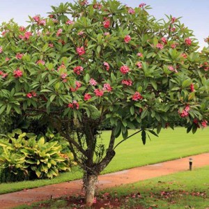 flordemayoarbol