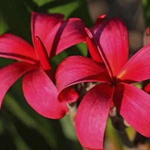 floresdemayofucsia