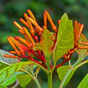 florxcanan