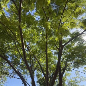 guanacaste