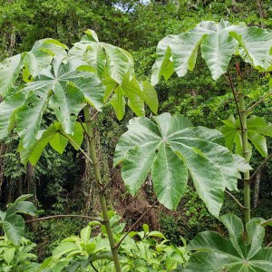 guarumbo