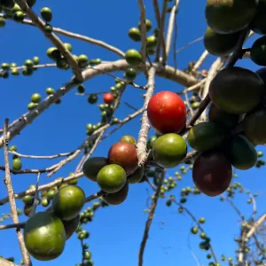 image_2a4acefd-f816-4109-96bf-7babded64ee7_1000x1000