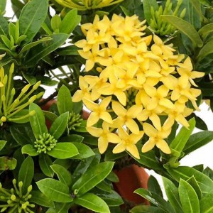 ixora-amarilla