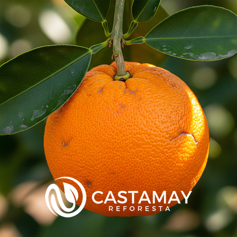 naranjaagriafruta