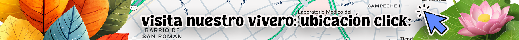 Ubicación Vivero