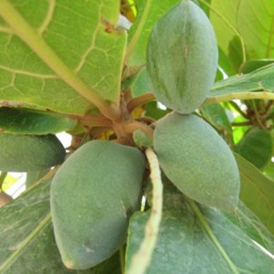 Almendro2
