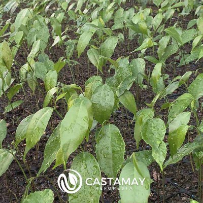 Germinacion_ramon