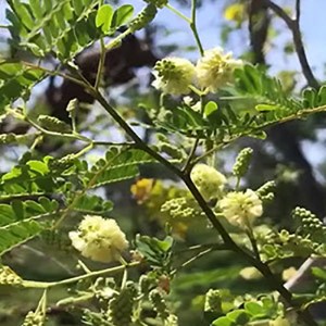 acacia1b