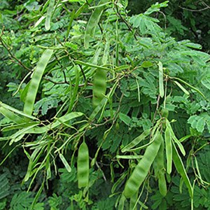 acacia2b