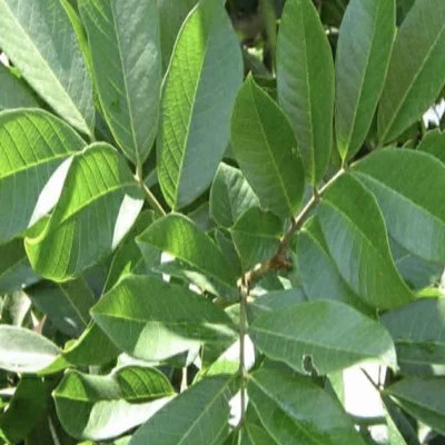 ackee1