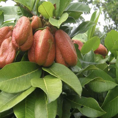 ackee2