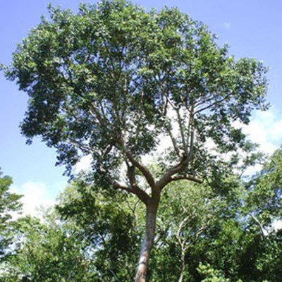 arbol-chaca