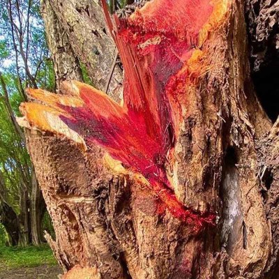 arbol-tinto