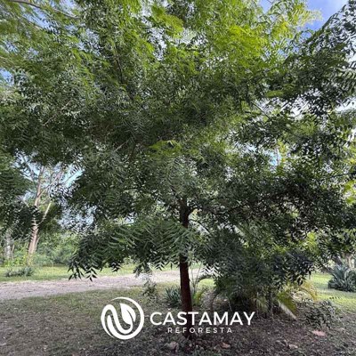 arbol_neem