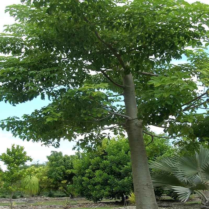 arbolbaobab