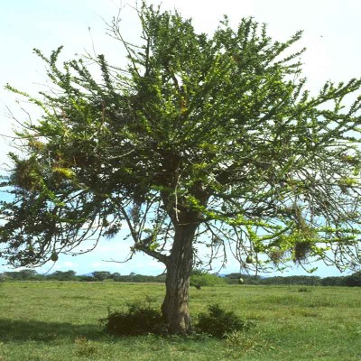 arboljicara