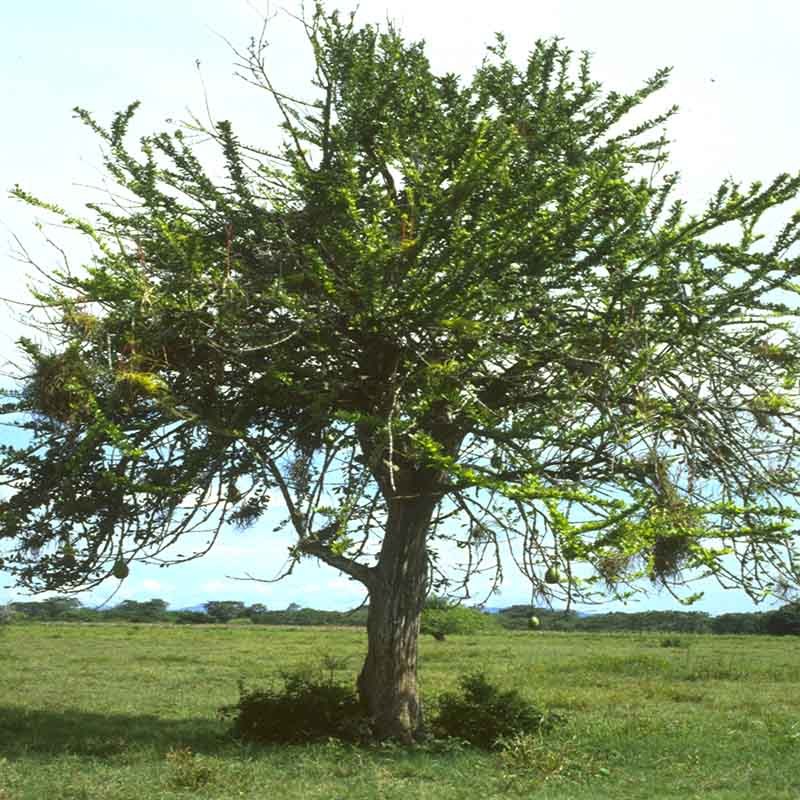 arboljicara
