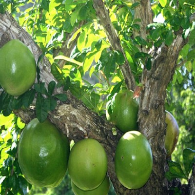 arboljicaraarbol
