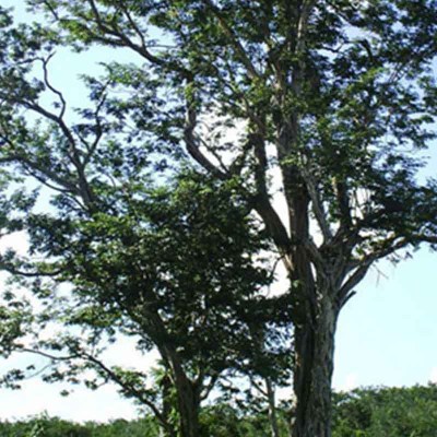 arbolkitinche
