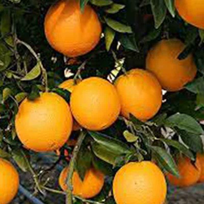 arbolnaranjas