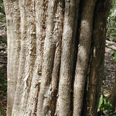 arboltinte