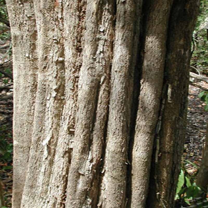 arboltinte