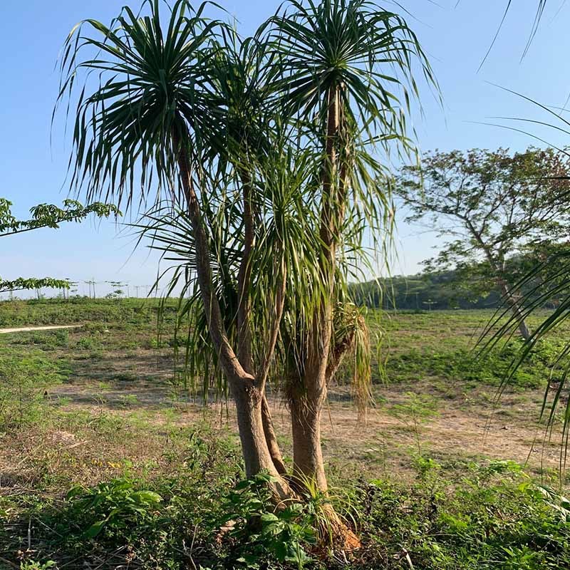 beaucarnea2