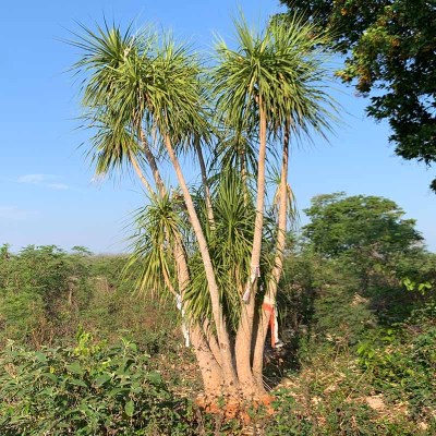 beucarnea1