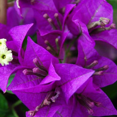 bugambilia-lila